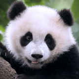 è(The Panda)v1.0.2 ׿