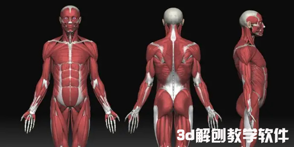 3d解剖教学软件