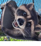 Сģ׿Ϸİ(Raccoon Adventure: City Simulator 3D)v1.033 °汾