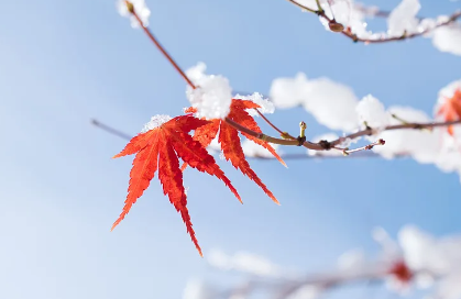 ��Ҷ�繤��app�������