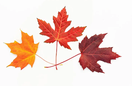 ��Ҷ�繤��app�������