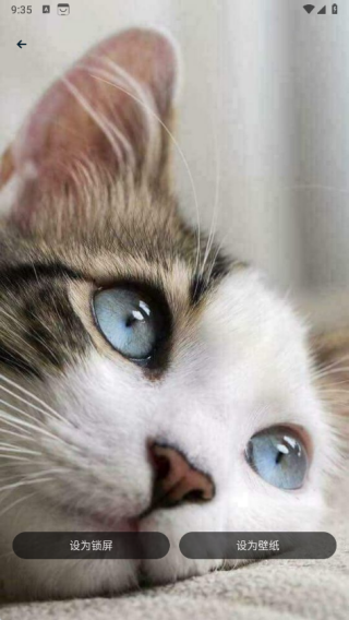 萌猫公园日常app最新版下载 萌猫公园日常app最新版下载