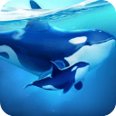 ССˮ������ʷ�v168.95