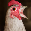 ������Ϸ(ChickenFeet)�ֻ���v1.0