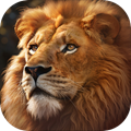 Ұ������������(BeastLord)��Ϸ���°�v1.0.85