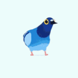 pigeonpop�޹���v22